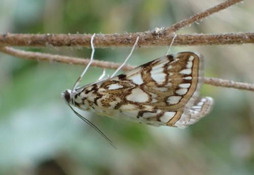 Réf. 201 768 : Elophila nymphaeata